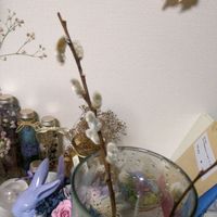 ネコヤナギの画像