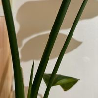 モンステラ,ストレリチア オーガスタ,観葉植物,初心者の画像