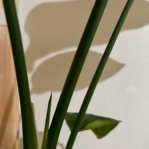 モンステラ,ストレリチア オーガスタ,観葉植物,初心者の画像