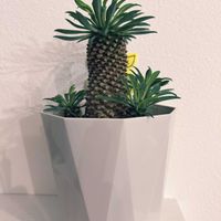 ソテツキリンの画像