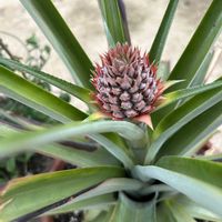 パイナップル,実家の植物の画像