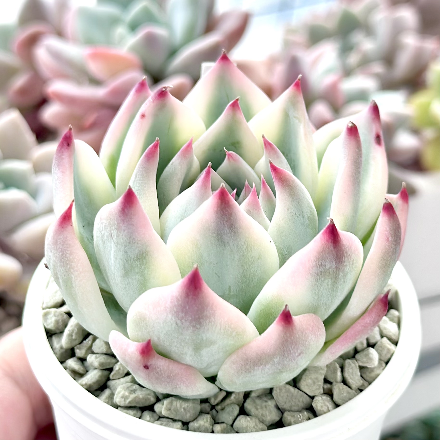 14 New‼️ レッドクイーン 群生 多肉植物 エケベリア 韓国苗