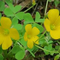 カタバミ,カタバミ,野草,黄色い花,今日のお花の画像