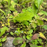 キュウリグサ,カタバミの画像