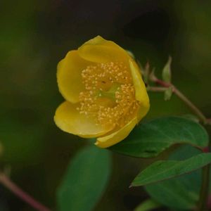 キンシバイ,キンシバイ,ビヨウヤナギ,ビヨウヤナギ,街の植栽の画像