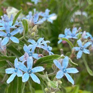 ブルースター,ブルースター,カタバミ,カタバミ,花束の画像