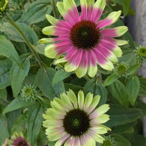 エキナセア,エキナセア,プランター,花のある暮らし,お家園芸の画像