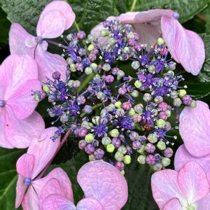 アジサイ,初夏の花,植栽,和の風景,お出かけ先の画像
