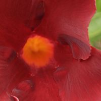 マンデビラ,マンデビラ ディアマンティーナ,マンデビラディアマンティーナ,わが家のお花,庭の画像