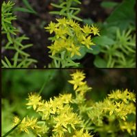 キリンソウ,オノマンネングサ,ハママンネングサ,ハママンネングサ,コモチマンネングサの画像