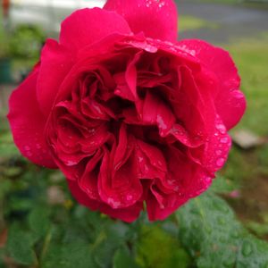 種まき,プランター栽培,薔薇2025,家庭菜園,玄関アプローチの画像