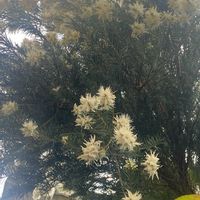 ティーツリーの画像