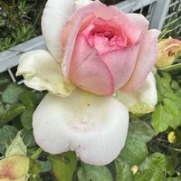 ばら バラ 薔薇,フェンス,家庭菜園,玄関アプローチの画像