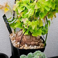 亀甲竜の画像
