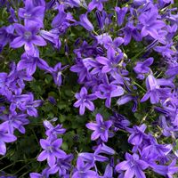 ベルフラワー,花壇,紫の花,花のある暮らし,庭の画像