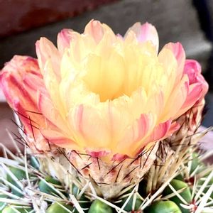 多肉植物,開花,サボテンの花,きれいな色,緑のある暮らしの画像