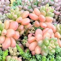 ジェットバース,アクレアウレウム,ステフコ,パープルへイズ,多肉植物の画像