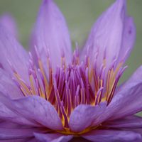 睡蓮,熱帯スイレン,温室,掛川花鳥園の画像