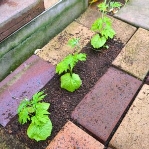 ゴーヤ,植え付け,季節の花,花のある暮らし,自家製野菜の画像