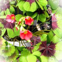 カタバミ,ムラサキカタバミ,テイカカズラ,アカカタバミ,フヨウカタバミの画像