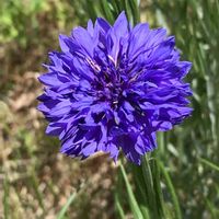 ヤグルマギク,ヤグルマギク,田んぼの花畑の画像
