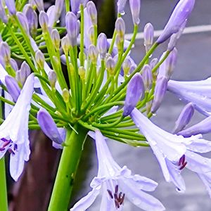 アガパンサス,開花,マイガーデン,武器ではなく花を,花咲く乙女たち♡の画像