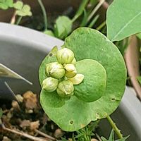 アリウム,アリウム 丹頂,イシミカワ,山野草,蕊好きの画像