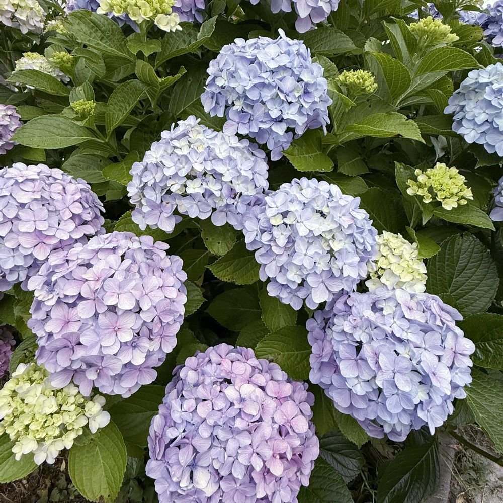 しましまさんの神奈川区への投稿