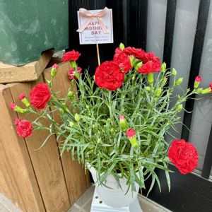 母の日,カーネーション♡,玄関アプローチの画像