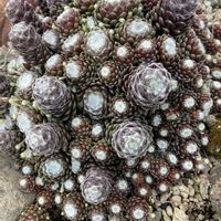 センベルビウム,花好き,庭の画像