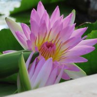睡蓮,熱帯スイレン,温室,掛川花鳥園,イベント告知の画像