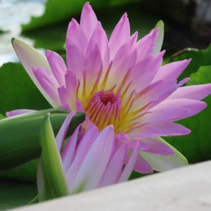 睡蓮,熱帯スイレン,温室,掛川花鳥園,イベント告知の画像
