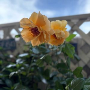 バラ  ジャスト  ジョーイ,ベランダガーデン,開花,我が家のバラ,緑のある暮らしの画像
