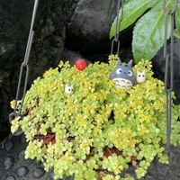 熊童子錦,丸葉万年草,紫陽花挿し木,ダイソー多肉,バラと夢CLUBの画像