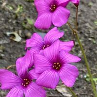 カタバミ,野の花,今日の１枚,今日のお花,花のあるくらしの画像