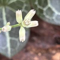 ヤブレガサ,ヤブレガサ,カンアオイ,カンアオイ,里山の画像