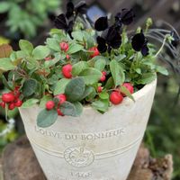 ネメシア,チェッカーベリー,チェッカーベリーの花,ネメシア　ブルーベリーパイ,ヌーヴェルヴァーグ パピヨンノワールの画像
