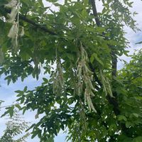 キングサリの画像