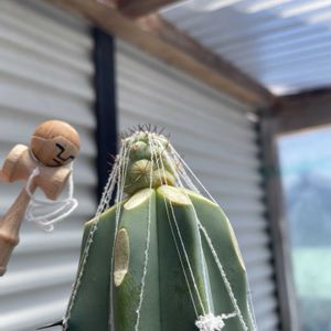 サボテン,竜神木,オルテゴカクタス・マクドガリー,マクドガリー錦,接木サボテンの画像