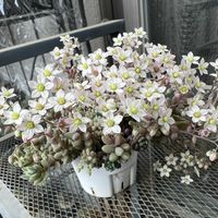 セダム,多肉植物,セダム属,お花,ベンケイソウ科の画像