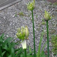 アガパンサス,季節の花,お隣の庭,フェンスの画像