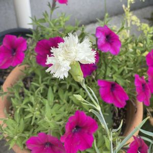 カーネーション,ペチュニア,ハーブ大好きの画像