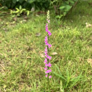 ねじばな,開花,お花,ネコ好き,多肉好きの画像