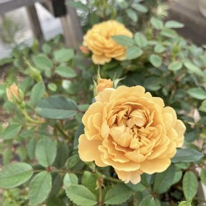 ミニバラ・モカ,ガーデニング,ナチュラルガーデン,お庭,咲いた！の画像