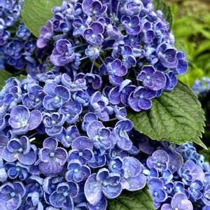 山紫陽花,癒し,庭園,紫陽花 アジサイ あじさい,花のある暮らしの画像