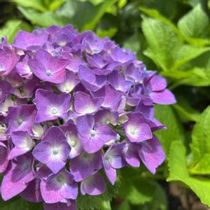 癒し,庭園,紫陽花 アジサイ あじさい,花のある暮らし,iPhone撮影の画像