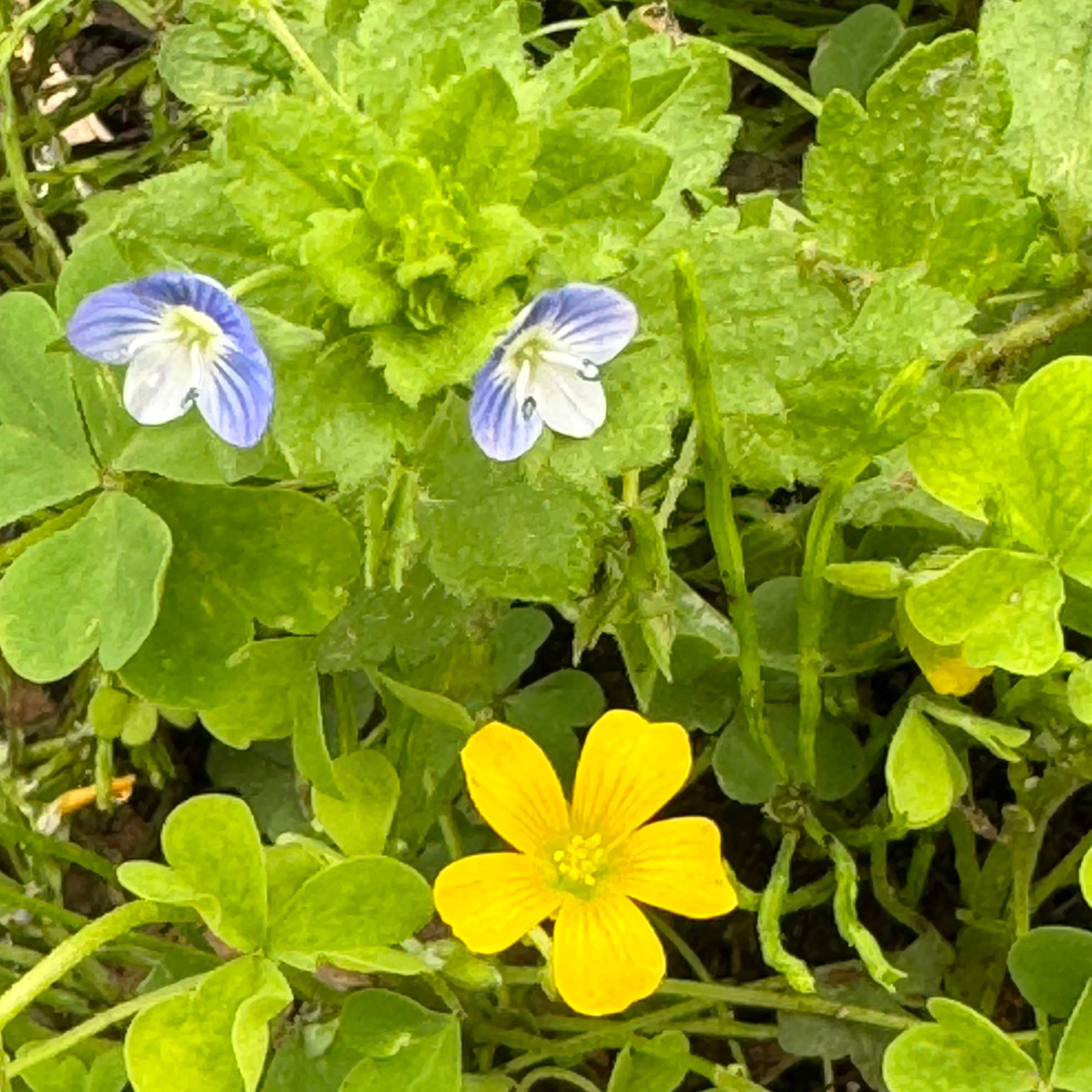 ピンクのかすみ草の一覧｜🍀GreenSnap（グリーンスナップ）