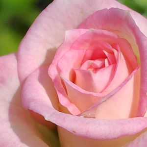 ミニ薔薇♡,カルーセル　コルダーナ,母の日プレゼント,いい香り♡,ちいさな幸せ♡の画像