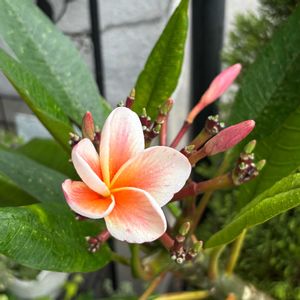 プルメリア,冬越し成功,咲いた❤の画像