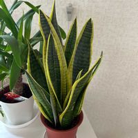 サンスベリアの画像